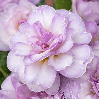 Примула Претти Полли "Софт Пинк" Р12