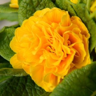 Примула Беларина "Мандарин"