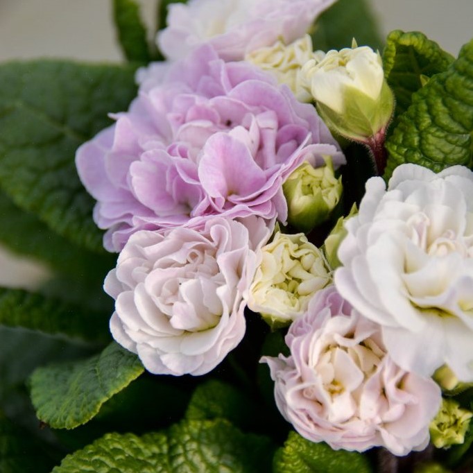 Примула Беларина "Пинк Шампань"