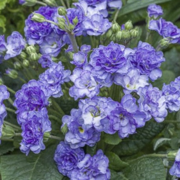 Примула Поллианна "Кристал Фонтейн" P12