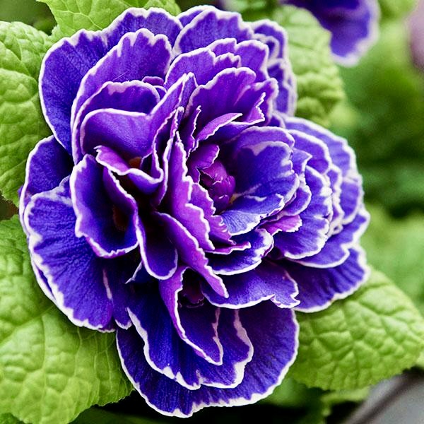 Примула Беларина "Аметист Айс" P12