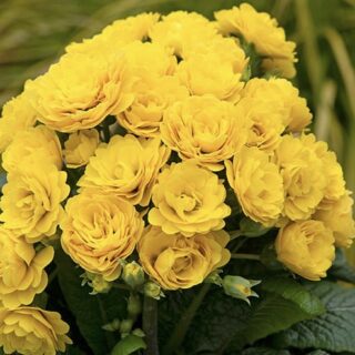 Примула Поллианна "Санни Йеллоу"