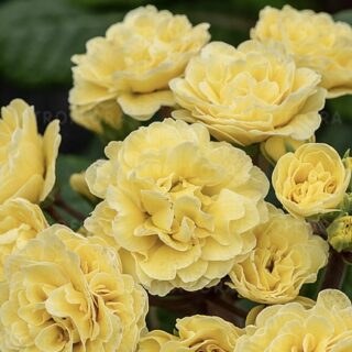 Примула Претти Полли "Баттеркрим"