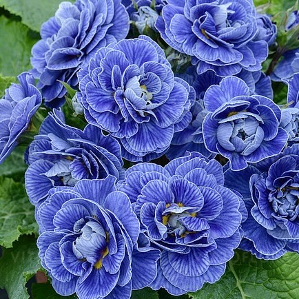 Примула Беларина "Балтик Блю"