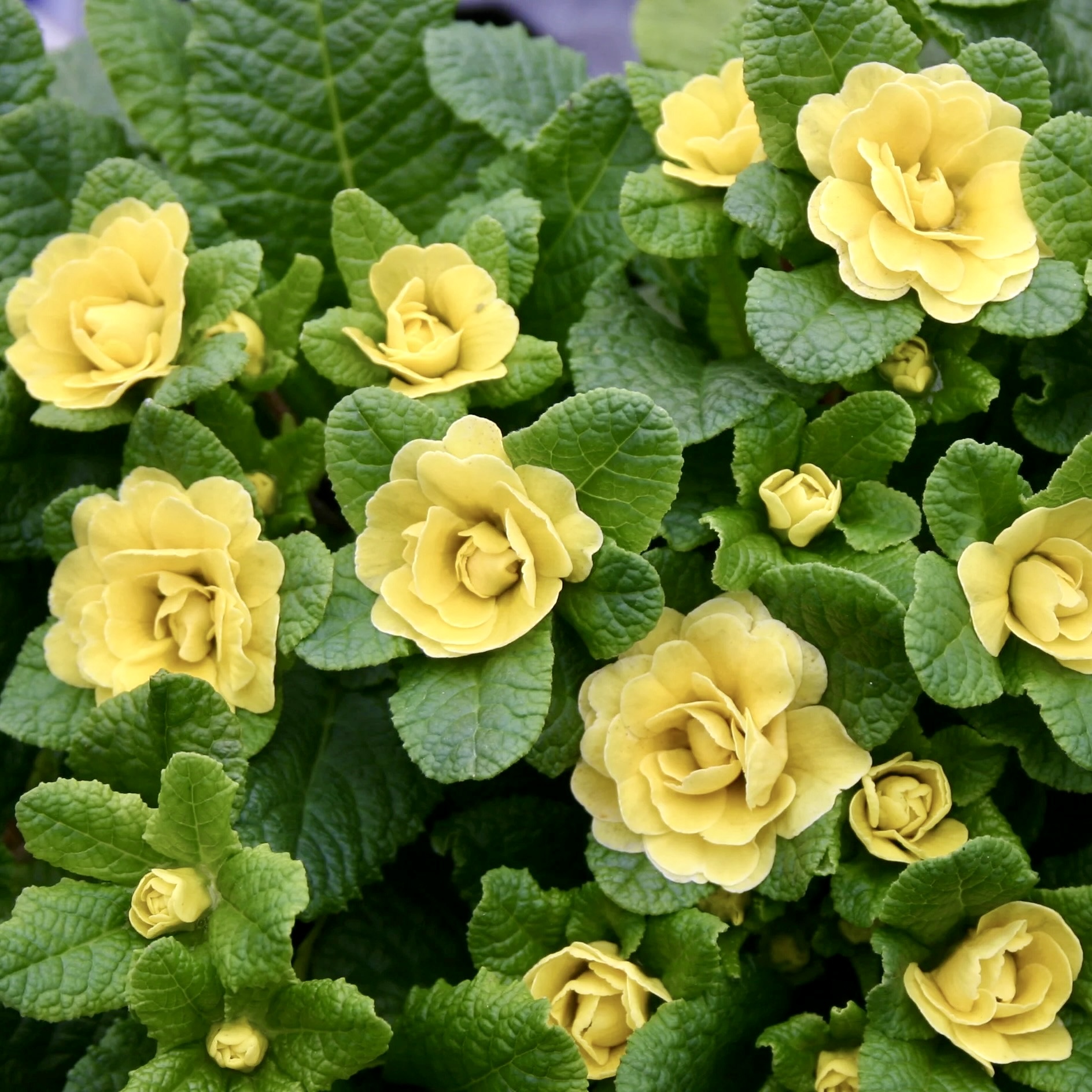 Примула Беларина "Баттеркап Йеллоу"  Р12