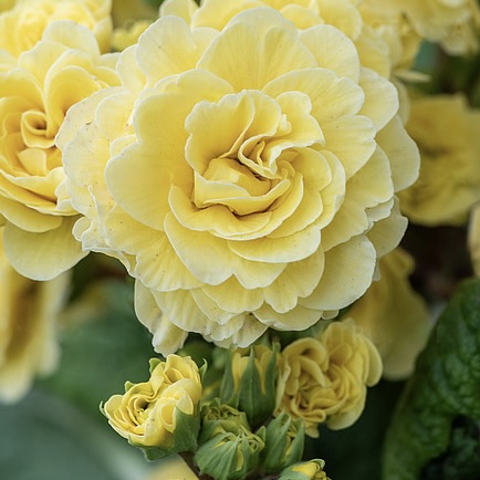 Примула Беларина "Баттеркап Йеллоу"  Р12