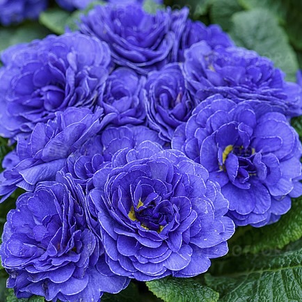 Примула Беларина "Блю Чемпион" Р12