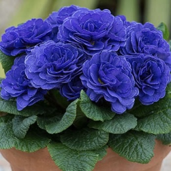 Примула Беларина "Блю Чемпион" Р12