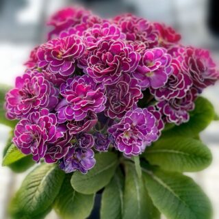 Примула Беларина "Кэнди Фрост"