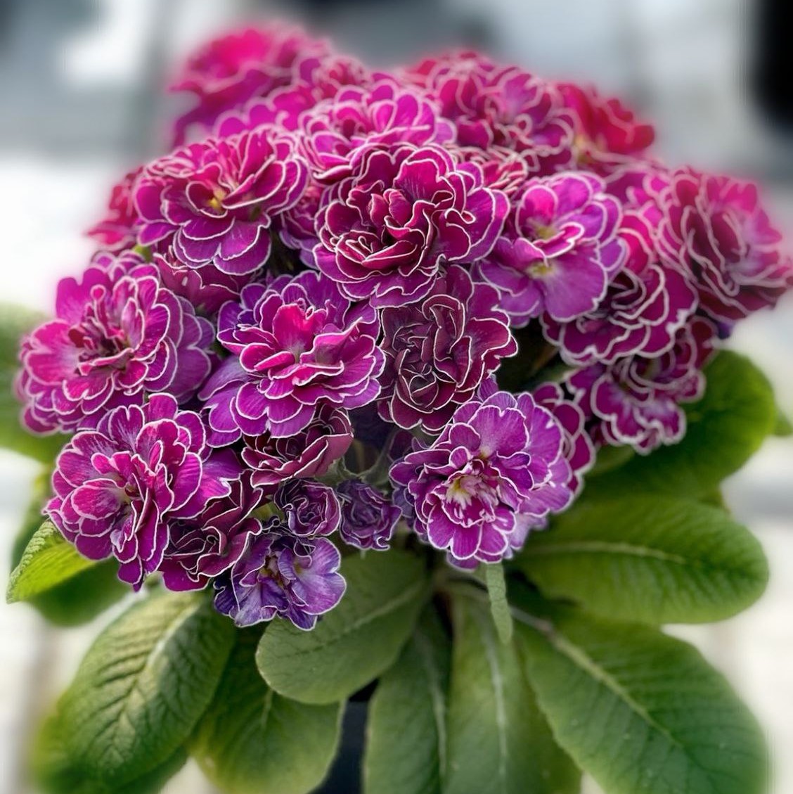 Примула Беларина "Кэнди Фрост"