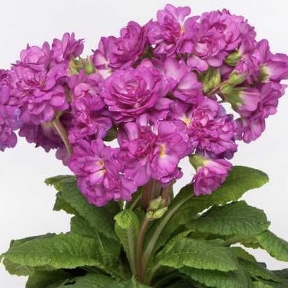 Примула Претти Полли "Дип Лилак" Р12