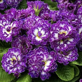 Примула Беларина "Пёрпл Дон"