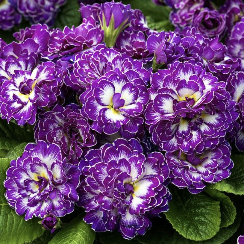 Примула Беларина "Пёрпл Дон"