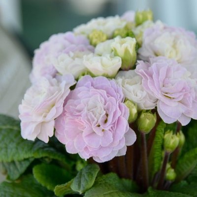 Примула Беларина "Пинк Айс"