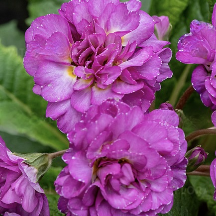 Примула Претти Полли "Дип Лилак" Р12