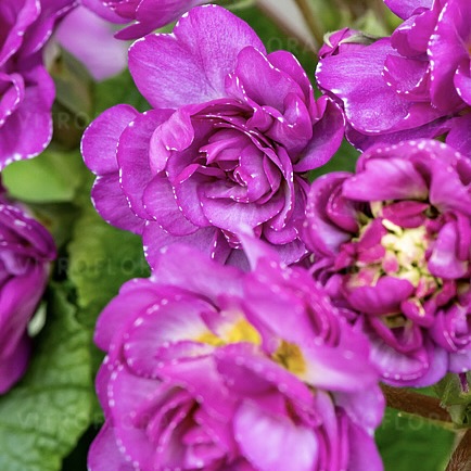 Примула Претти Полли "Дип Лилак" Р12