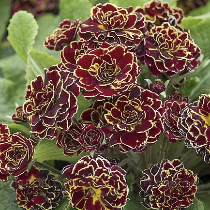 Примула Беларина "Санрайз Руби"