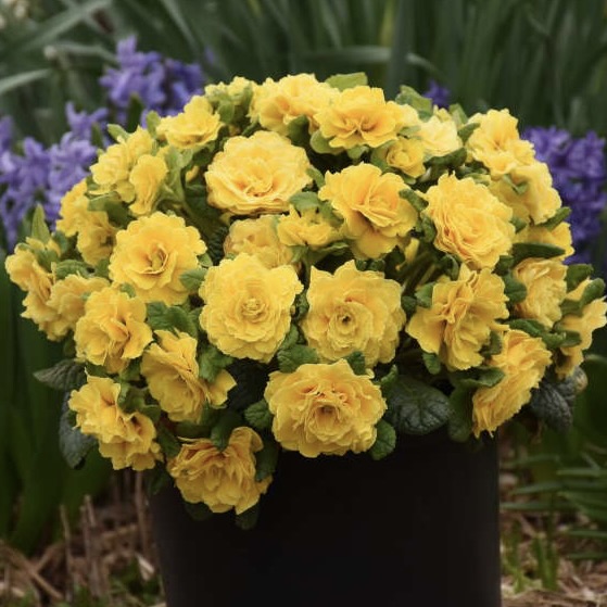 Примула Беларина "Спринг Сан"