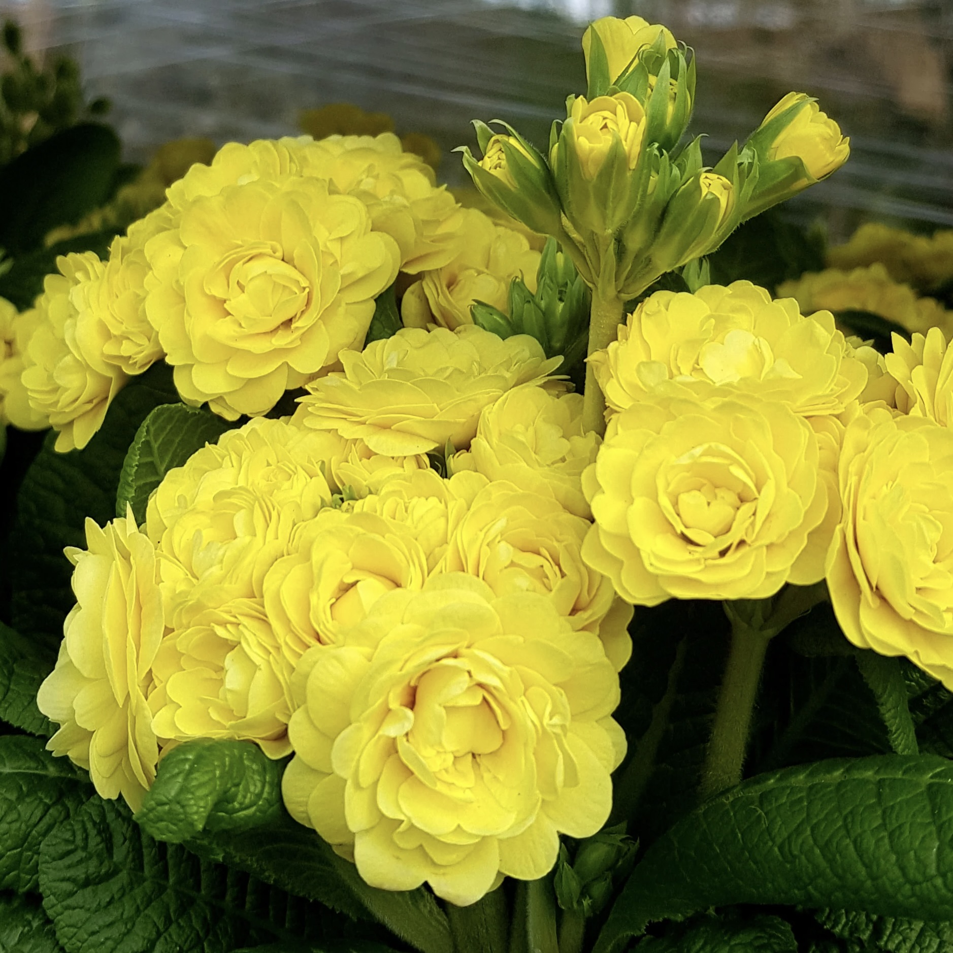 Примула Поллианна "Фреш Лемон" Р12