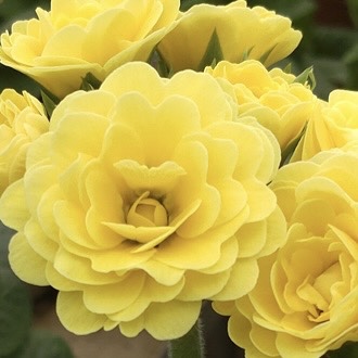 Примула Поллианна "Фреш Лемон" Р12