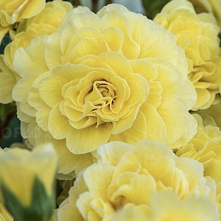 Примула Поллианна "Фреш Лемон" Р12