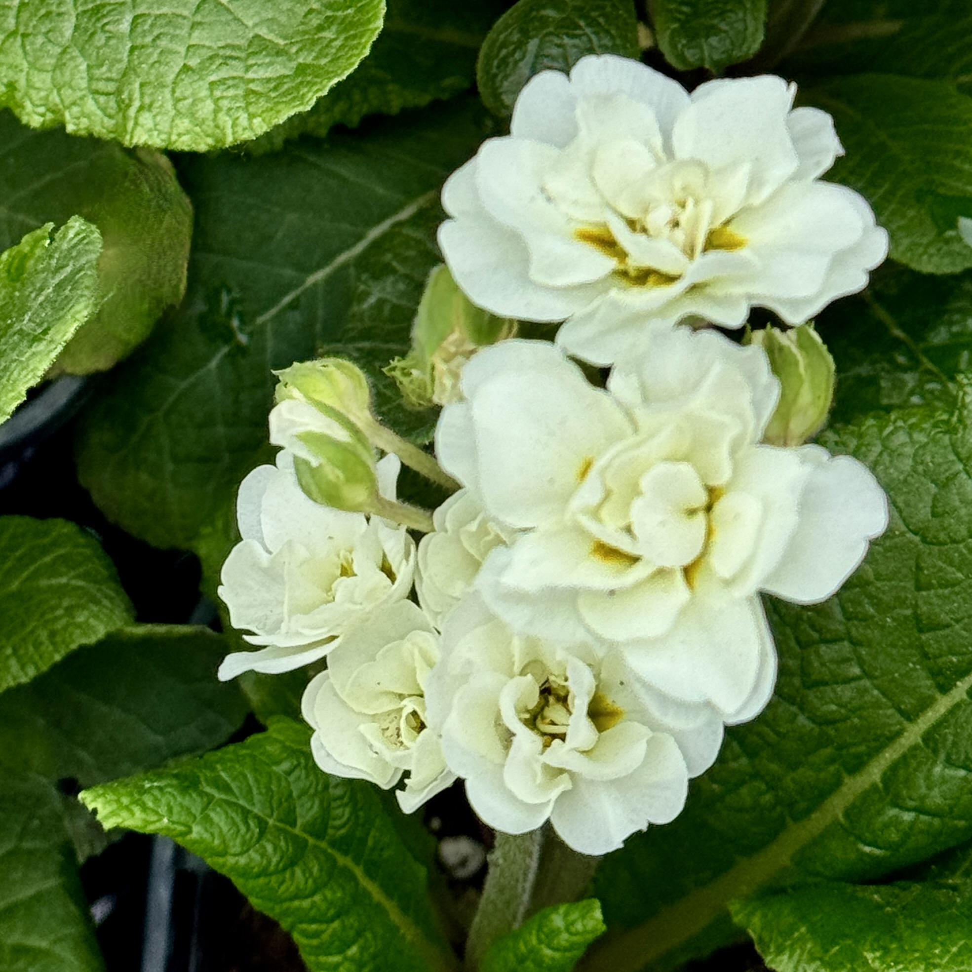 Примула Поллианна "Фрости Уайт" P12