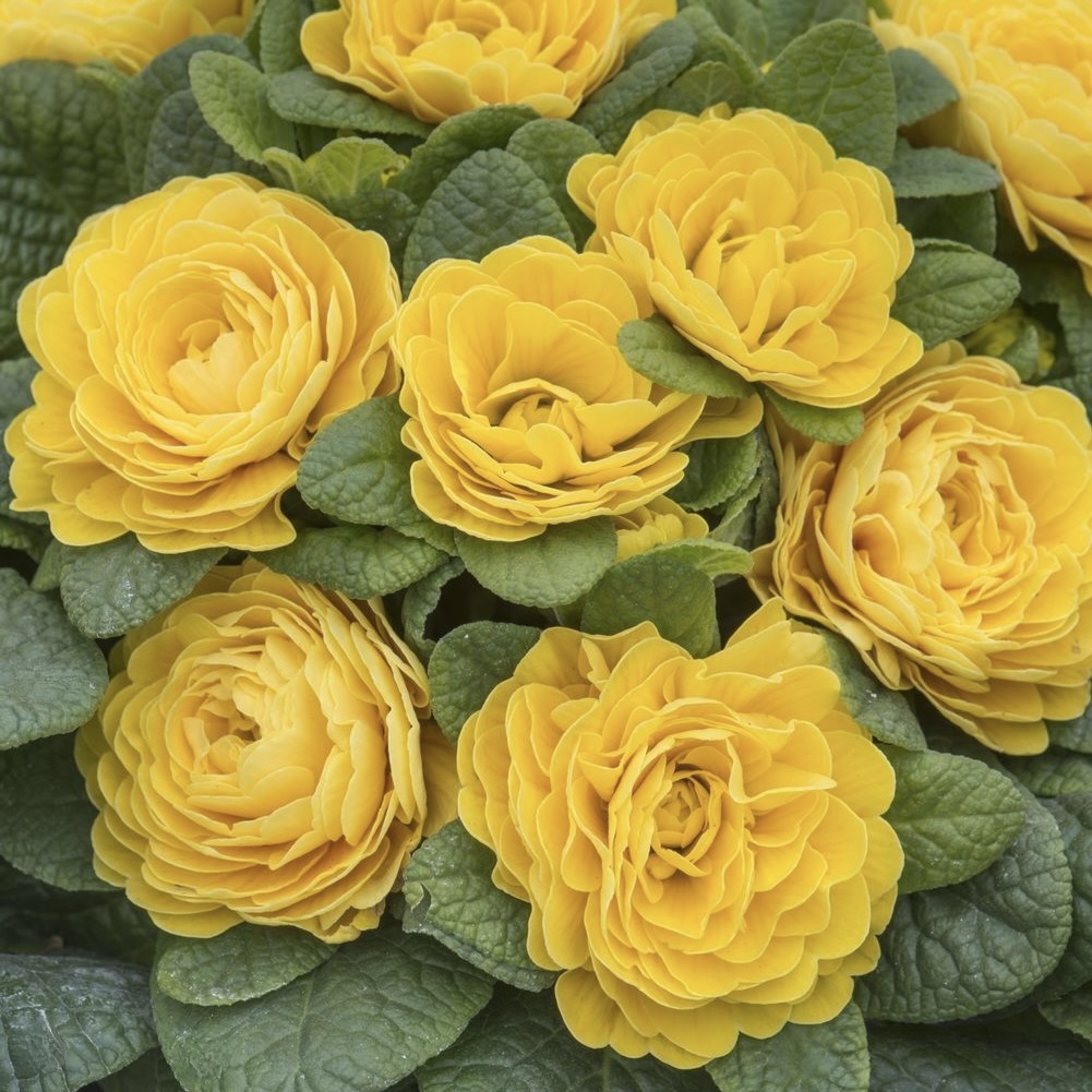 Примула Беларина "Голди" Р12