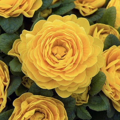 Примула Беларина "Голди" Р12