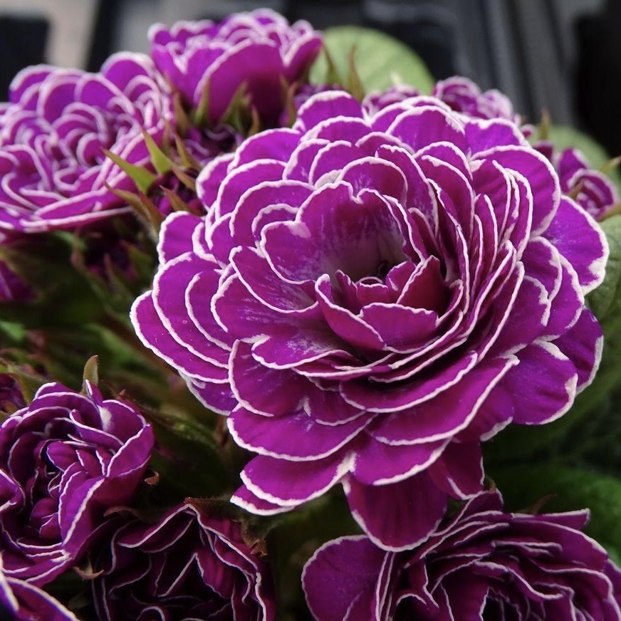 Примула Беларина "Кэнди Фрост" Р12