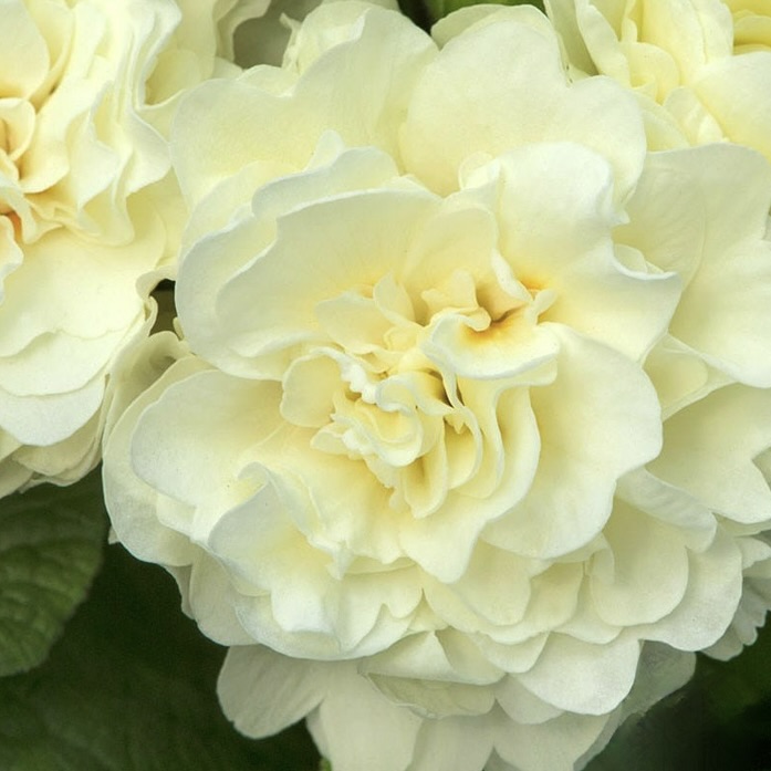 Примула Беларина "Крим" Р12