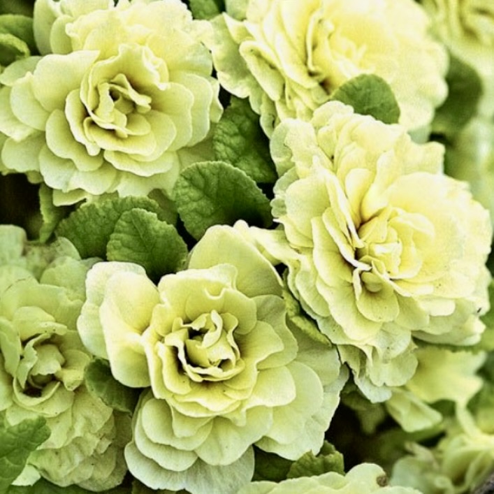 Примула Беларина "Лемон Шифон" Р12