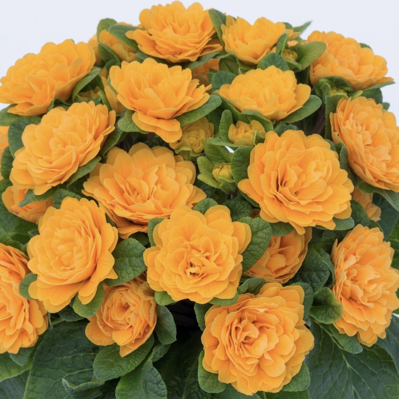 Примула Беларина "Мандарин" Р12