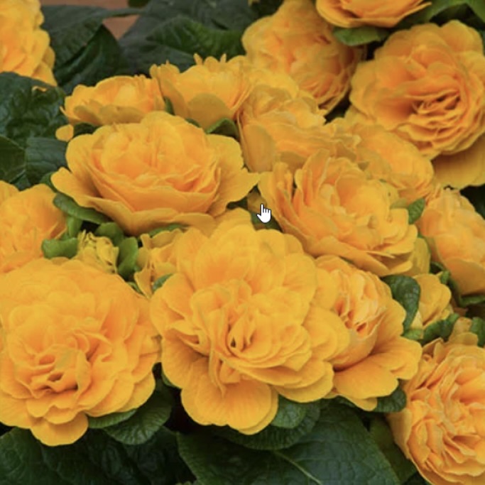 Примула Беларина "Мандарин" Р12