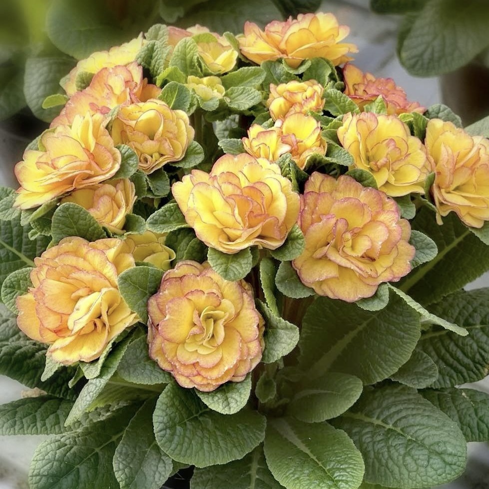 Примула Беларина "Нектарин" Р12