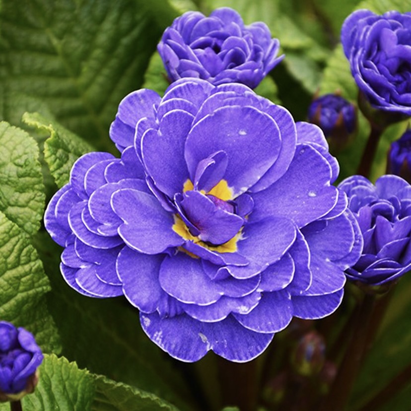 Примула Беларина "Оушн Блю" Р12