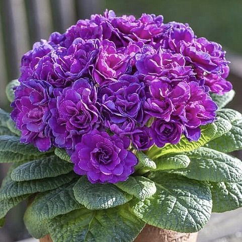 Примула Беларина "Пёрпл Даймонд" Р12