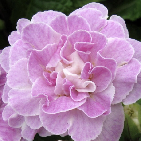 Примула Беларина "Пинк Айс" Р12