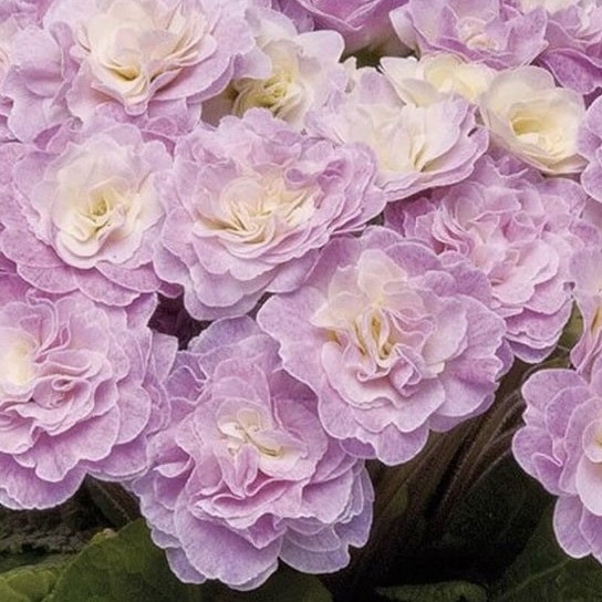 Примула Беларина "Пинк Шампань" Р12