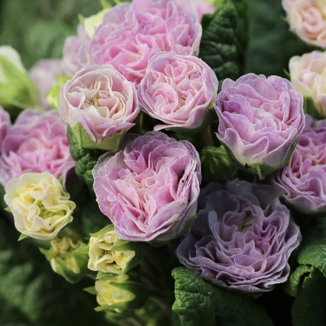 Примула Беларина "Пинк Шампань" Р12