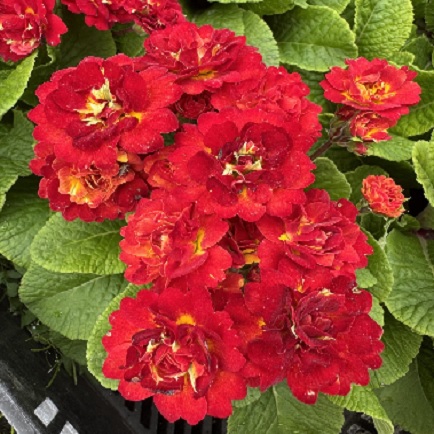 Примула Поллианна "Флейм" Р12