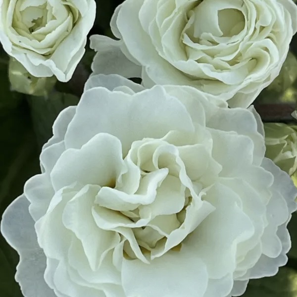 Примула Поллианна "Фрости Уайт" P12