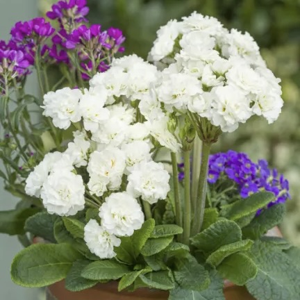 Примула Поллианна "Фрости Уайт" P12