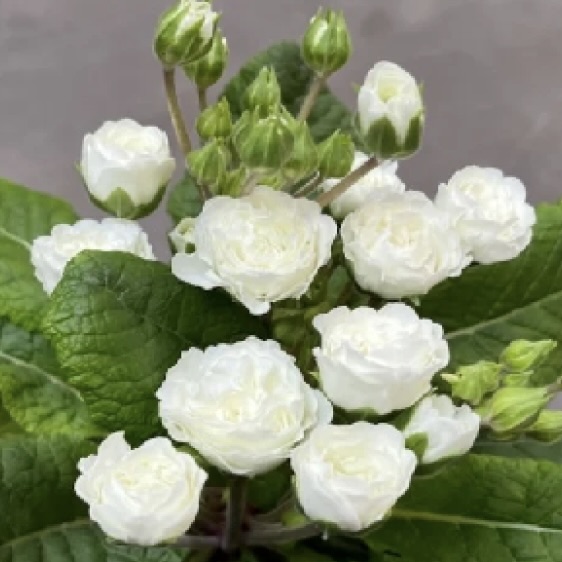 Примула Поллианна "Фрости Уайт" P12