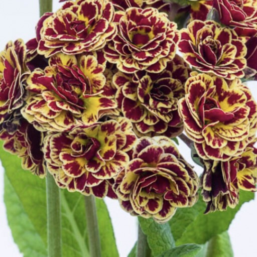 Примула Поллианна "Персиан Вэйв" Р12