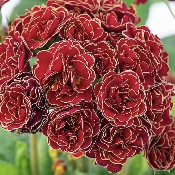 Примула Поллианна "Тач оф Голд"