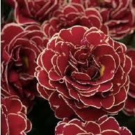 Примула Поллианна "Тач оф Голд"