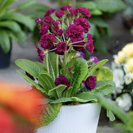 Примула Претти Полли "Бургунди" Р12