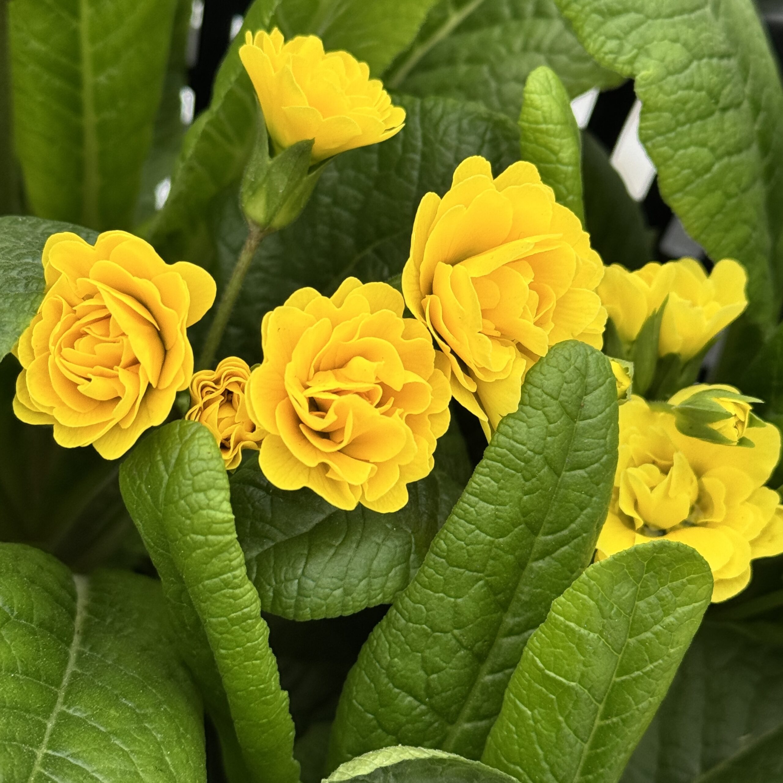 Примула Поллианна "Санни Йеллоу" Р12