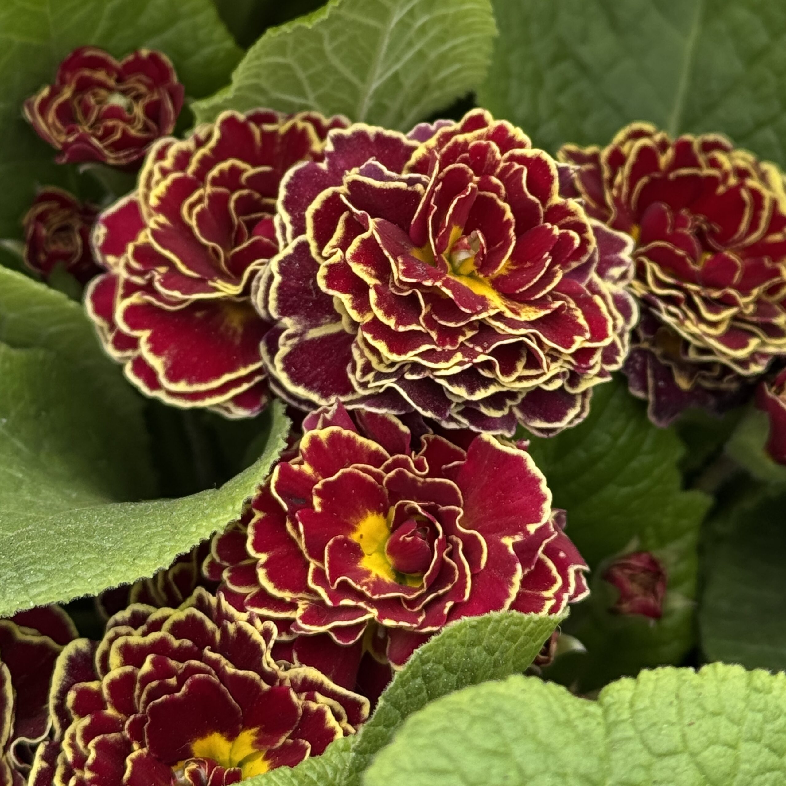 Примула Беларина "Санрайз Руби" Р12