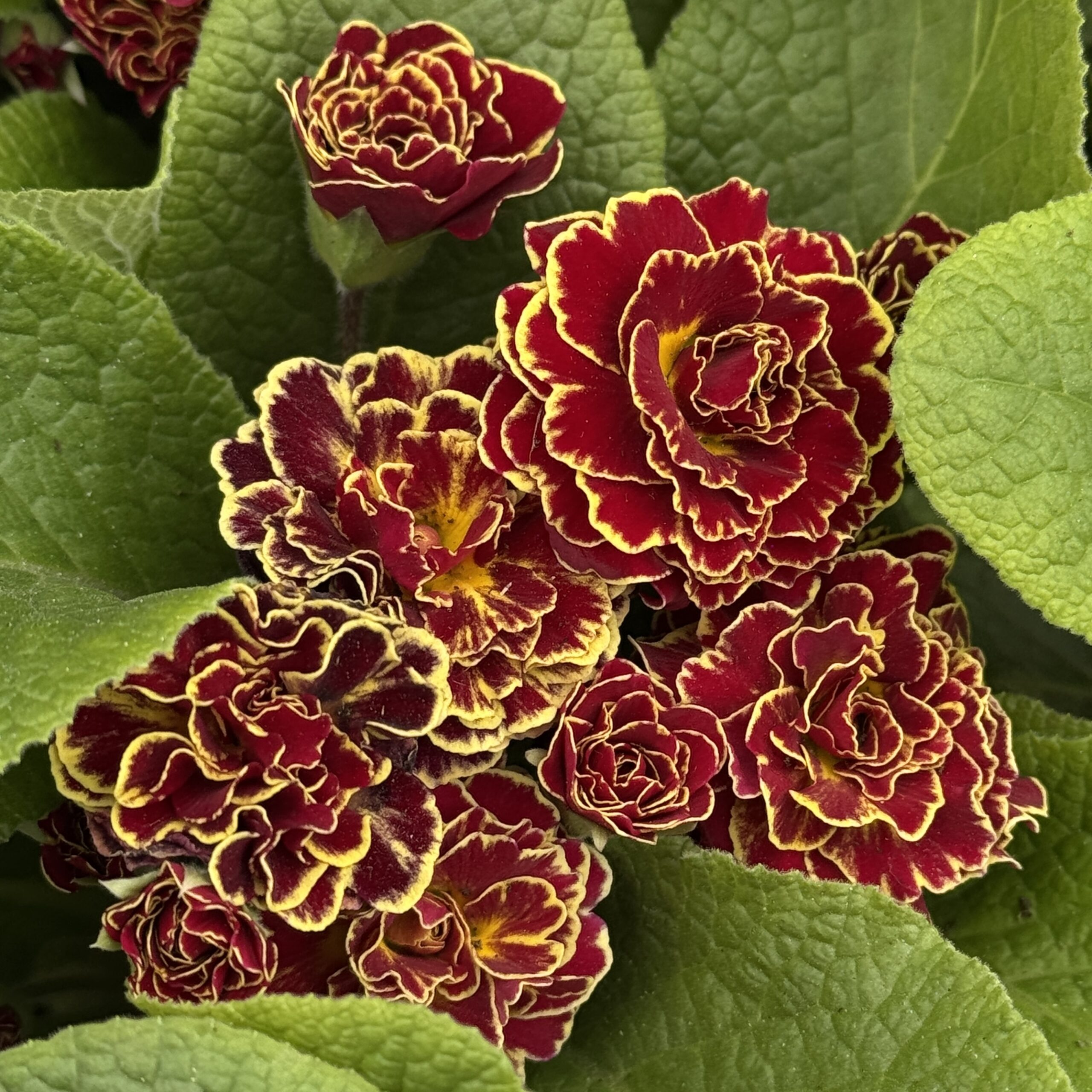 Примула Беларина "Санрайз Руби" Р12